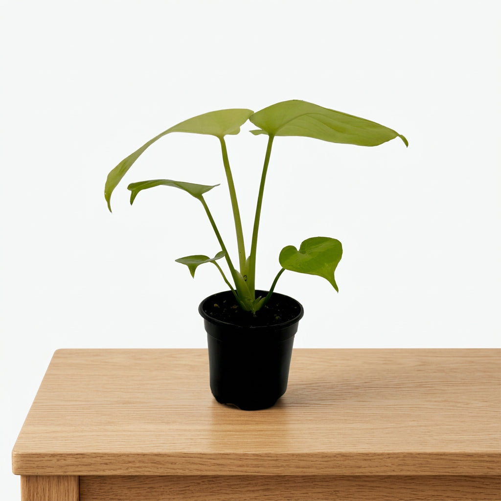 Monstera 'Super Golden'