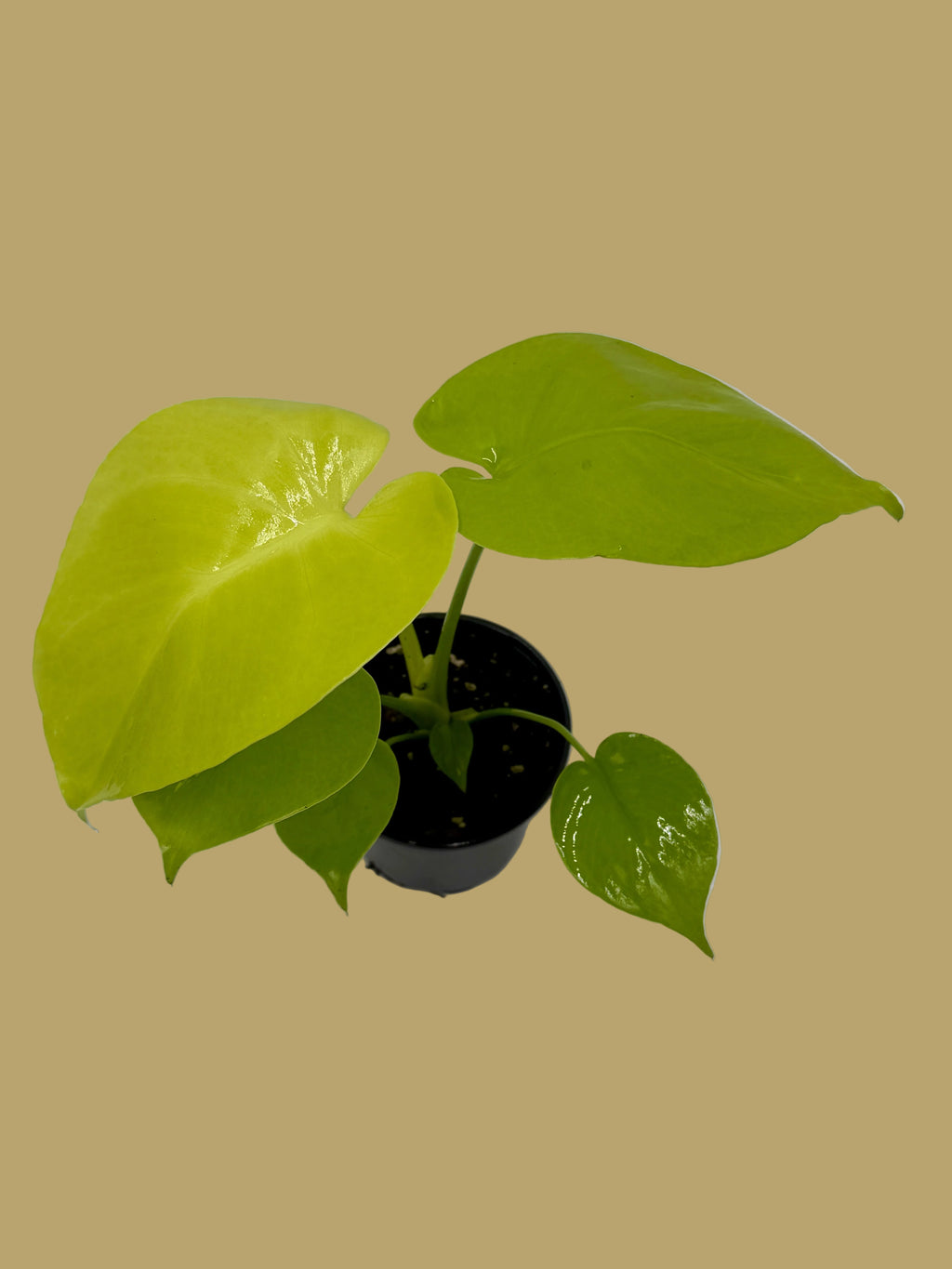 Monstera 'Super Golden'
