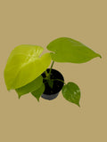 Monstera 'Super Golden'