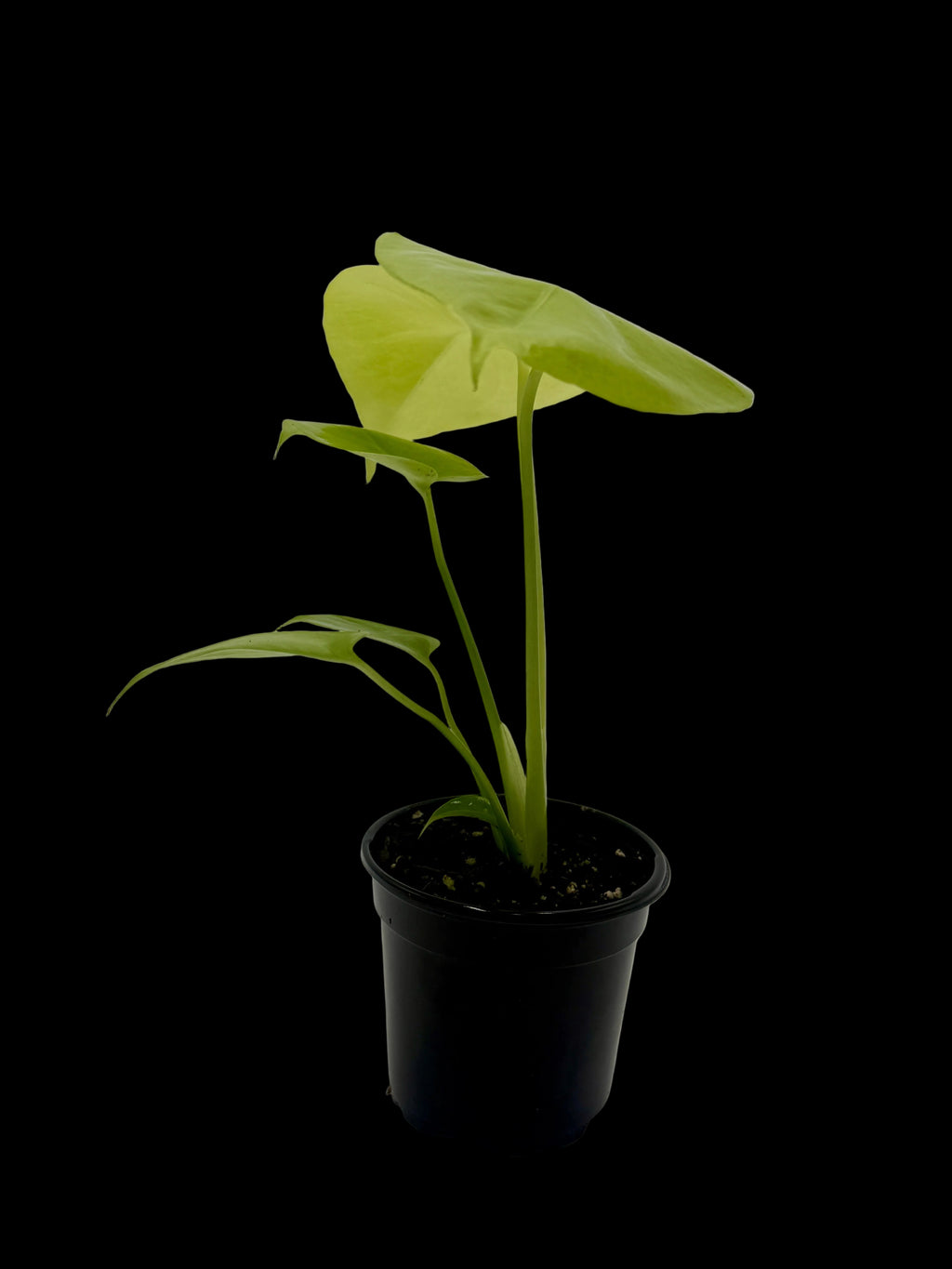 Monstera 'Super Golden'