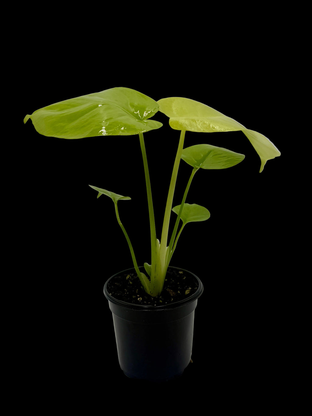 Monstera 'Super Golden'