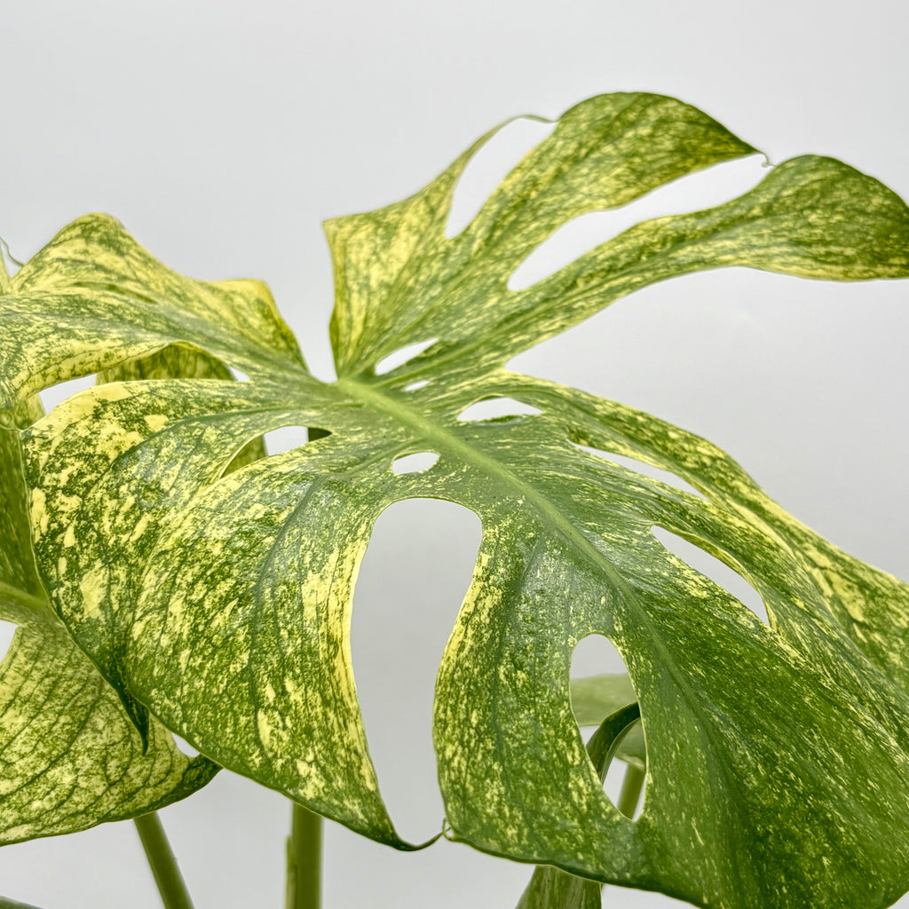 Monstera Mint
