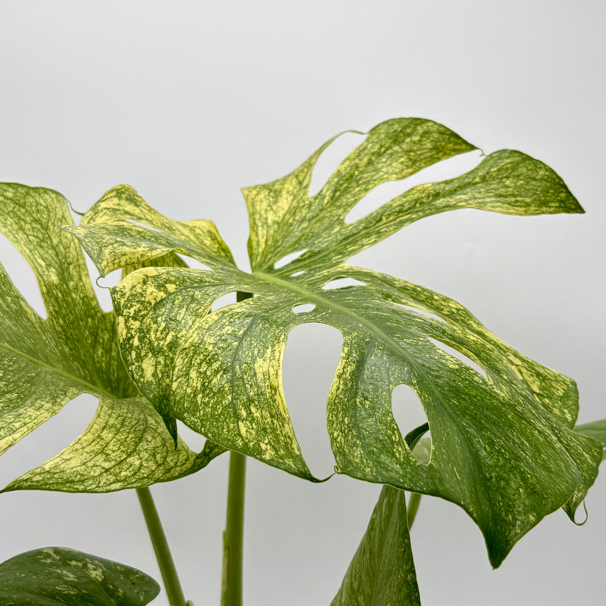 Monstera Mint