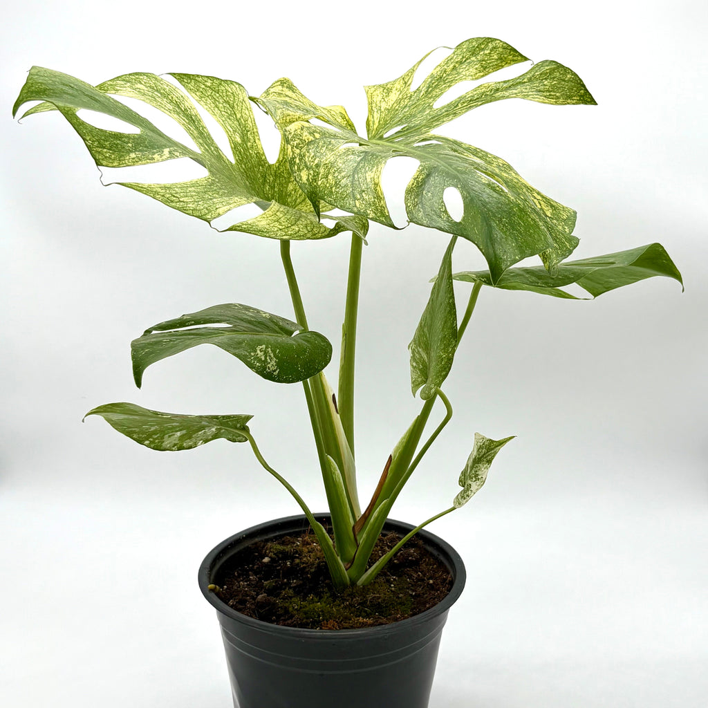 Monstera Mint