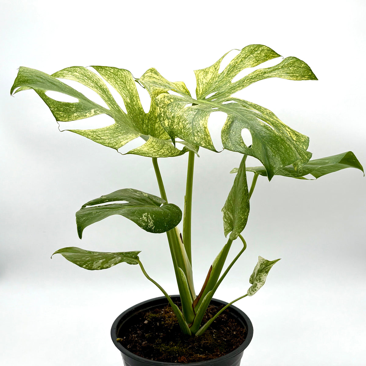 Monstera Mint