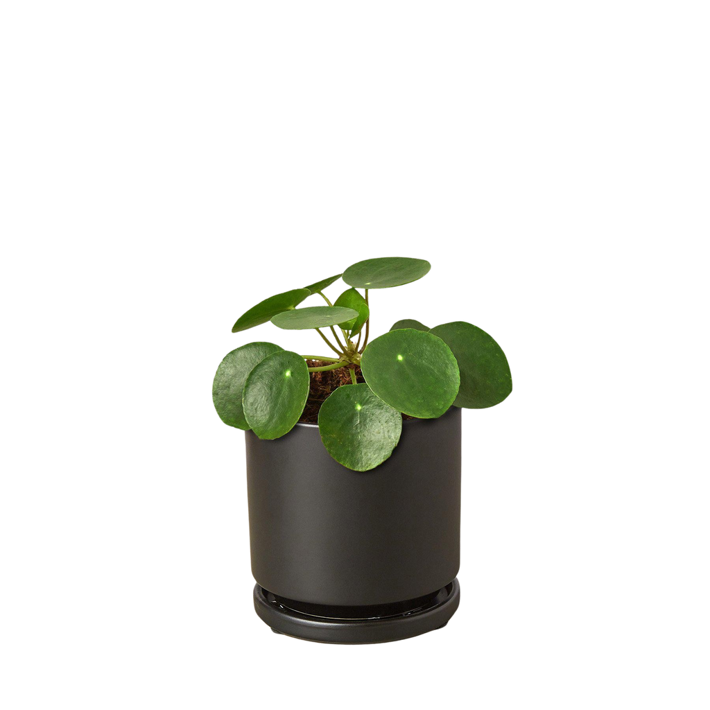 Pilea Peperomioides