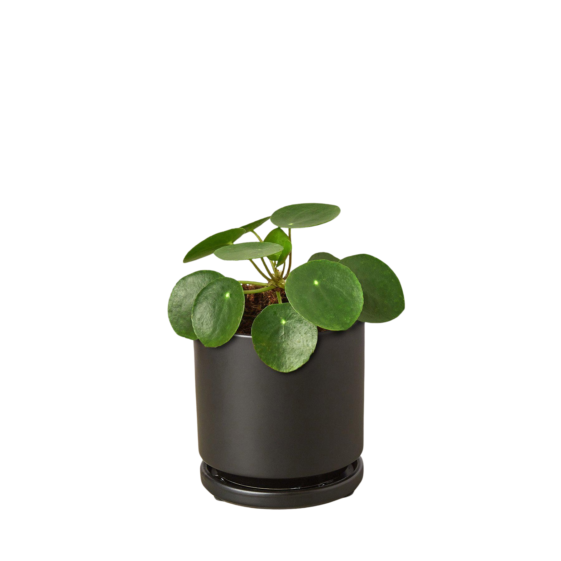 Pilea Peperomioides