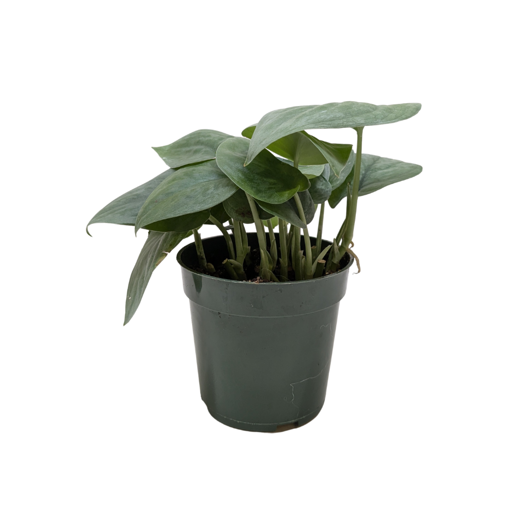 Scindapsus Platinum Java