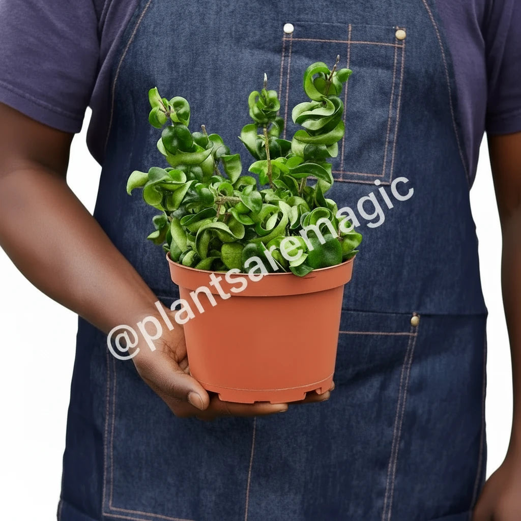 Hoya Rope Plant