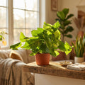 Pothos 'Golden' - 6" Pot - NURSERY POT ONLY