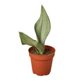 Snake Plant Moonshine - 4"