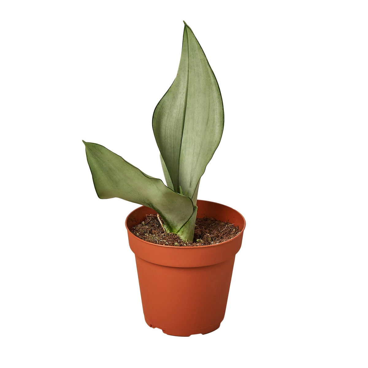 Snake Plant Moonshine - 4"