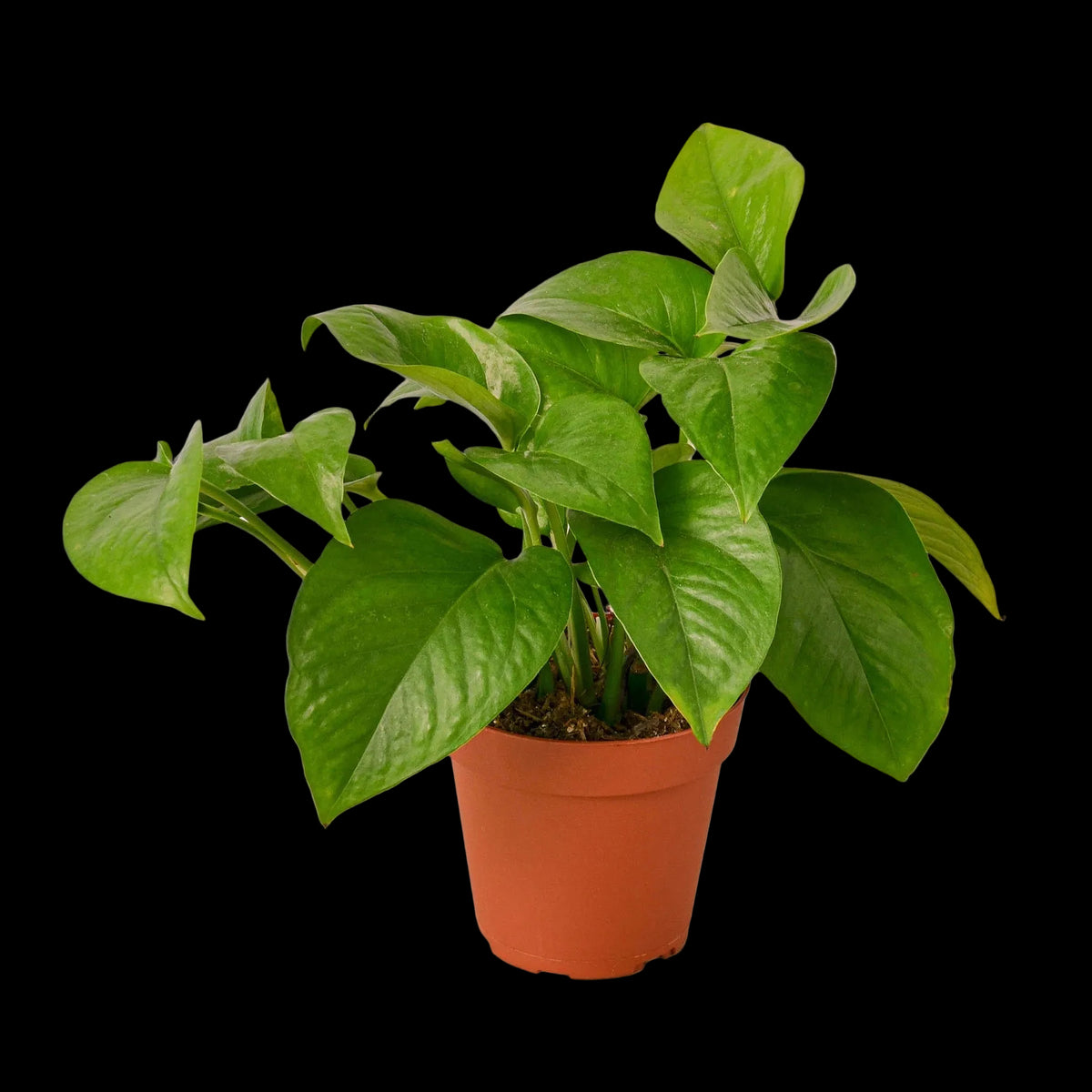 Pothos 'Green Queen'