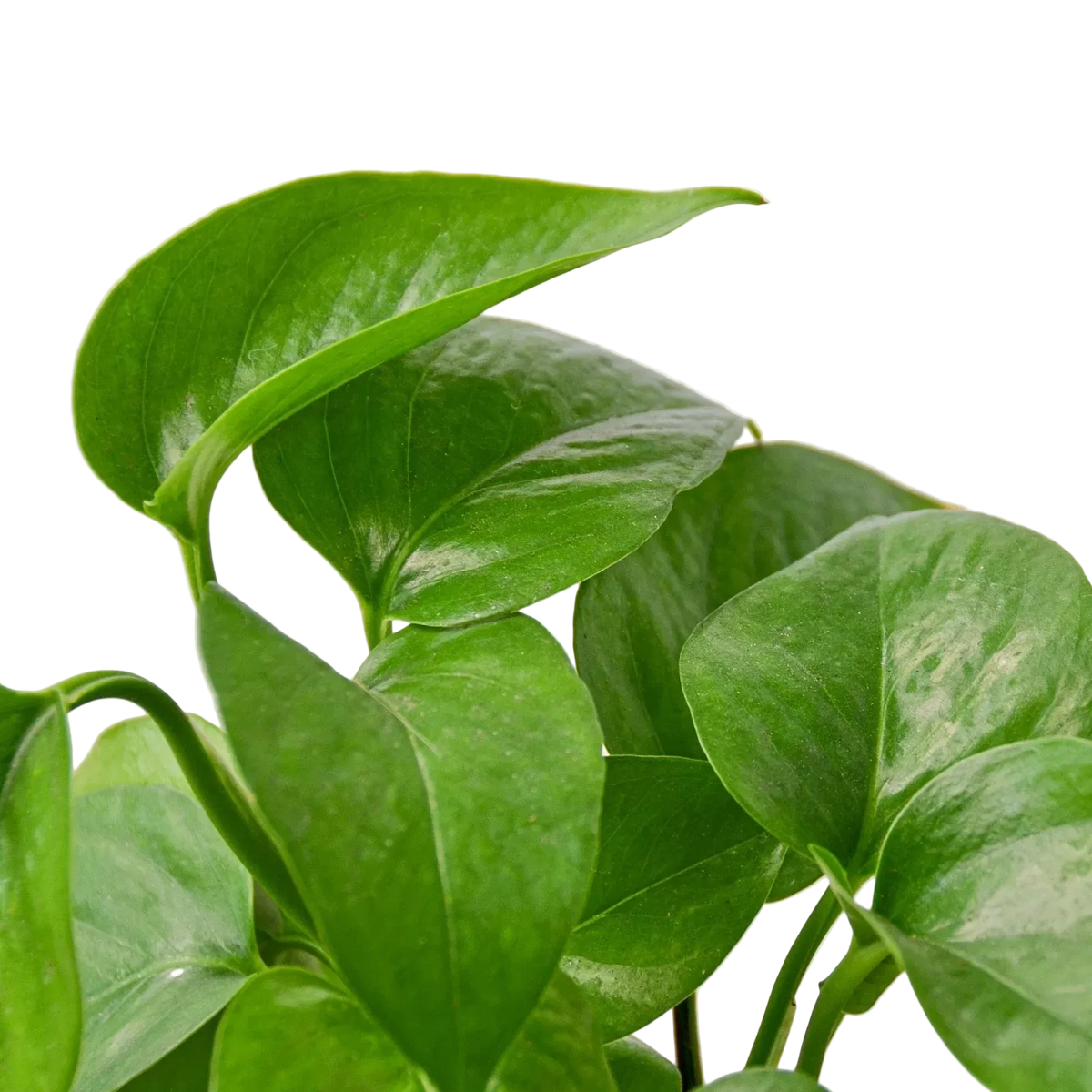 Pothos 'Green Queen'