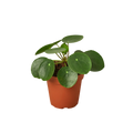Pilea Peperomioides