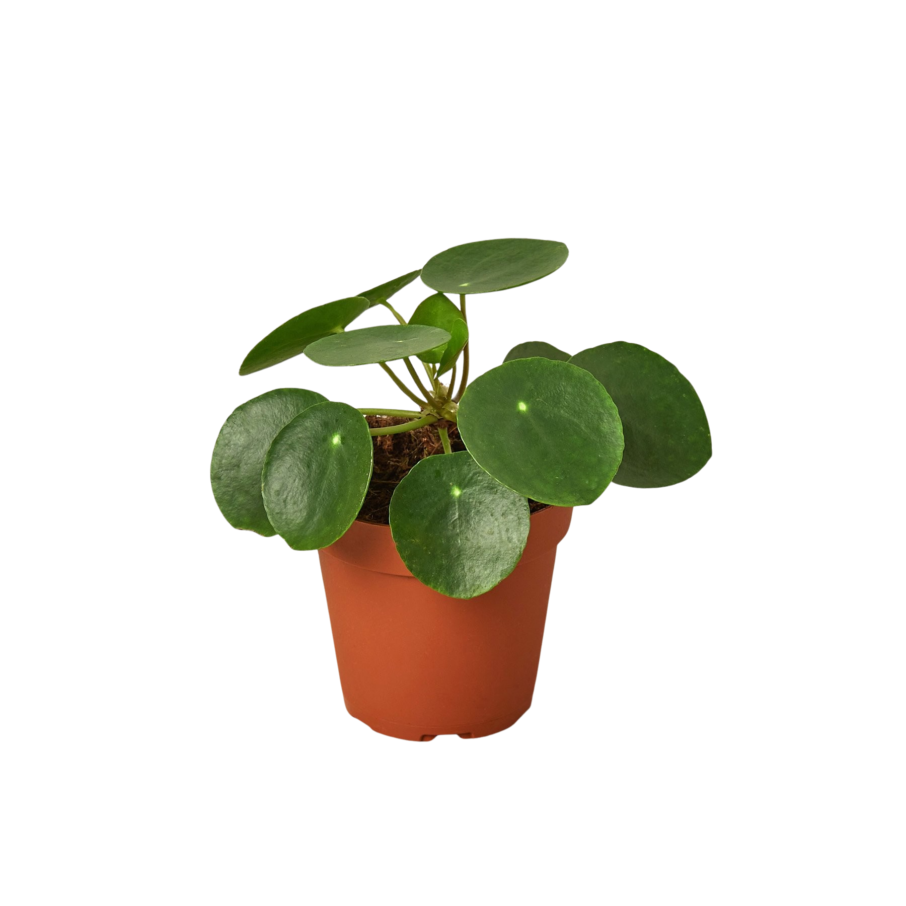 Pilea Peperomioides